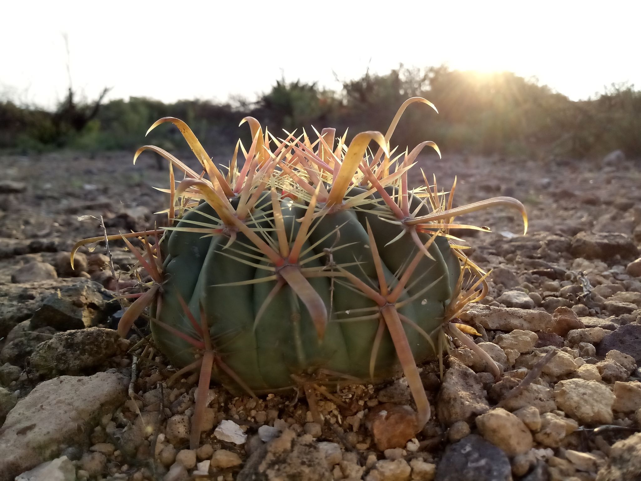 Ferocactus latispinus 